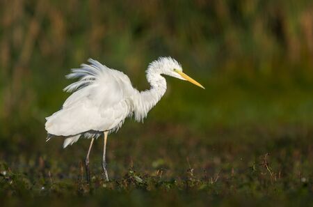 Great white egret (Egretta alba)の写真素材