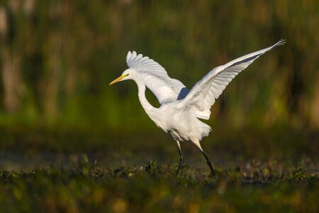 Great white egret (Egretta alba)の写真素材