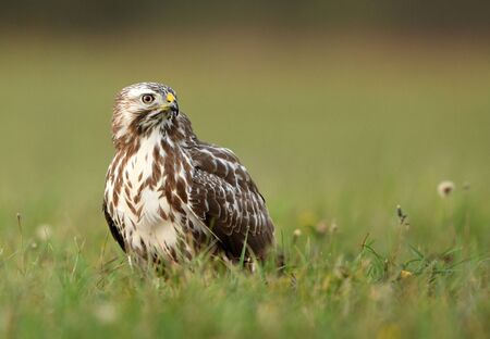 Common buzzard (Buteo buteo) close upの写真素材