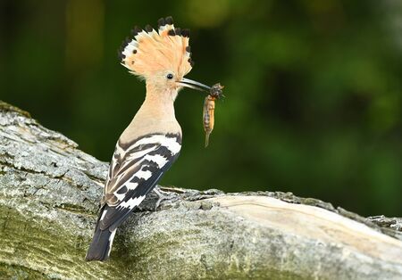 Eurasian Hoopoe or Common hoopoe (Upupa epops)の写真素材