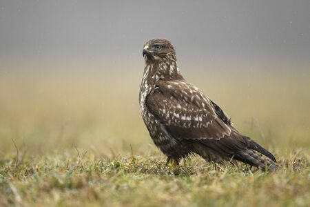 Common buzzard (Buteo buteo) close upの写真素材