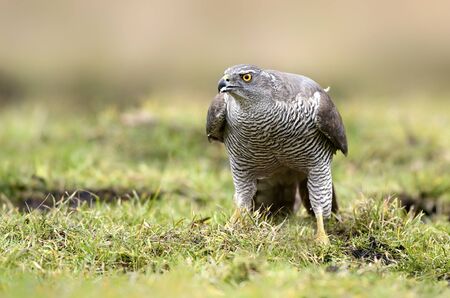 Northern goshawk (Accipiter gentilis) close upの写真素材