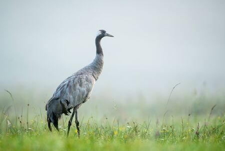 Common crane bird (Grus grus)の写真素材