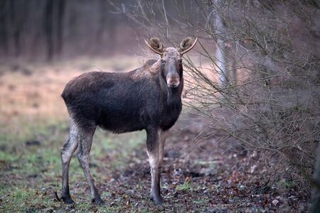 Moose/ Elk (Alces alces) close upの写真素材