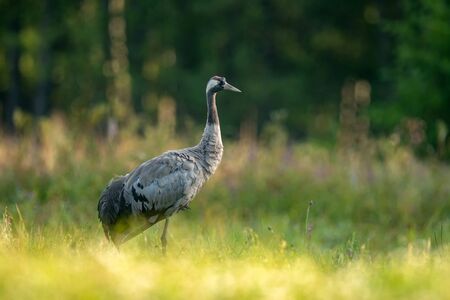 Common crane bird (Grus grus)の写真素材