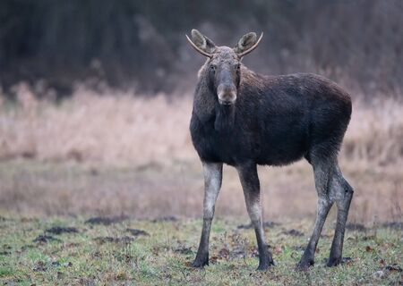 Moose/ Elk (Alces alces) close upの写真素材