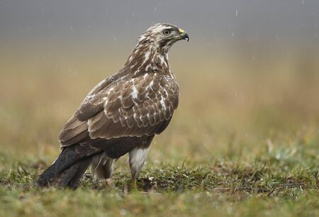 Common buzzard (Buteo buteo) close upの写真素材