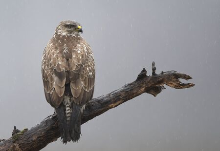 Common buzzard (Buteo buteo) close upの写真素材