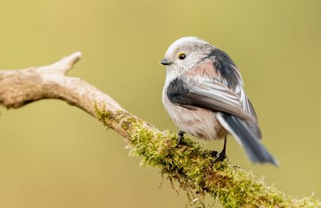 Long tailed tit (Aegithalos caudatus)の写真素材