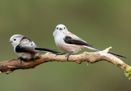 Long tailed tit (Aegithalos caudatus)の写真素材