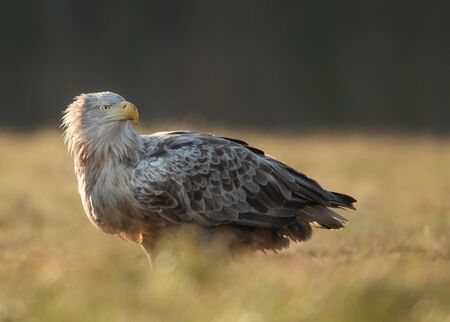 White tailed eagle (Haliaeetus albicilla)の写真素材