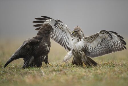 Common buzzard (Buteo buteo) close upの写真素材