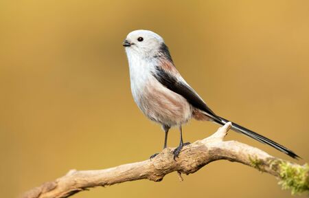 Long tailed tit (Aegithalos caudatus)の写真素材