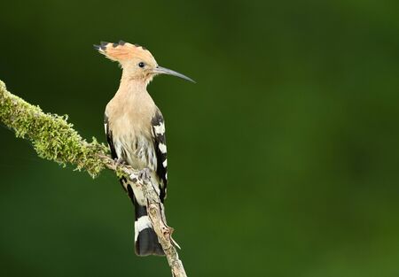 Eurasian Hoopoe or Common hoopoe (Upupa epops)の写真素材