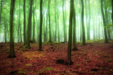 Foggy morning in green forestの写真素材