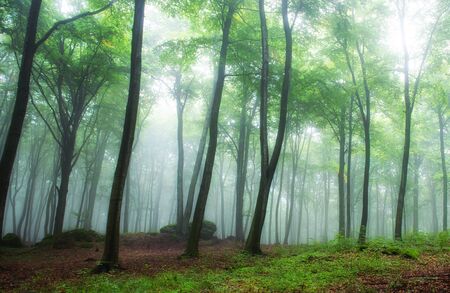 Foggy morning in green forestの写真素材