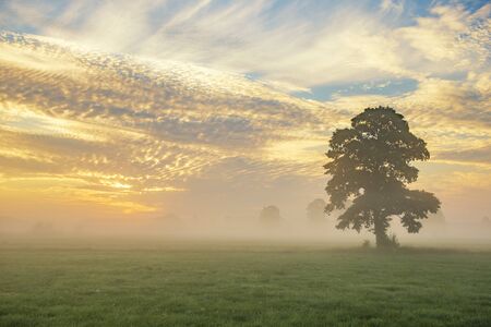Lonely tree on colorful sky background during foggy sunriseの写真素材