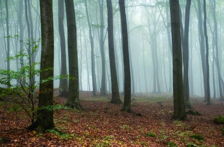 Foggy morning in green forestの写真素材