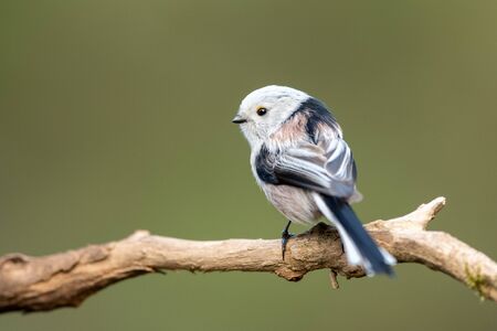 Long tailed tit (Aegithalos caudatus)の写真素材