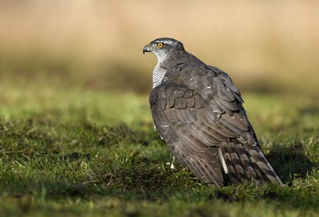 Northern goshawk (Accipiter gentilis) close upの写真素材