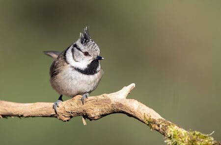 Crested tit (Lophophanes cristatus) close upの写真素材
