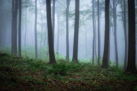 Foggy morning in green forestの写真素材