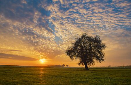 Lonely tree on colorful sky background during sunsetの写真素材
