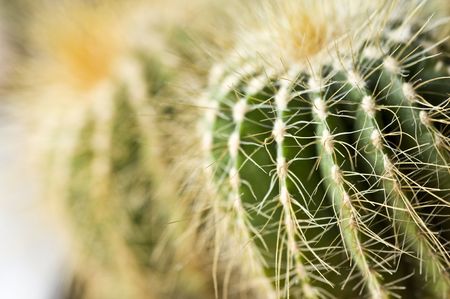 cactusの写真素材