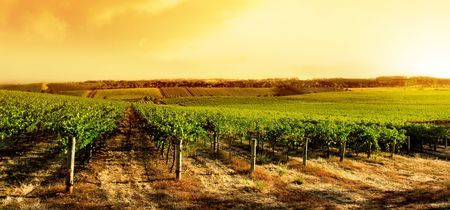 Amazing Vineyard Sunset in South Australia Amazing Vineyard Sunset in South Australia