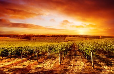 Amazing Vineyard Sunset in South Australia Amazing Vineyard Sunset in South Australia