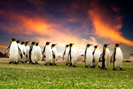 King Penguins in the Falkland Islands King Penguins in the Falkland Islands