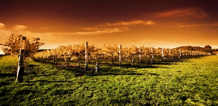 Autumn Vineyard at sunset Autumn Vineyard at sunset