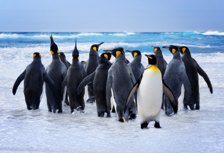 King Penguins heading to the water in the Falkland Islands King Penguins heading to the water in the Falkland Islands