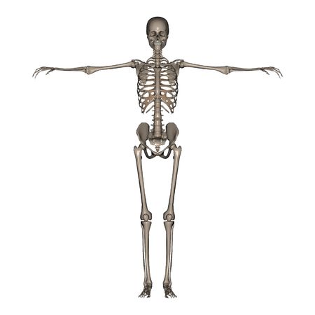 3D rendered Female Skeletonの写真素材