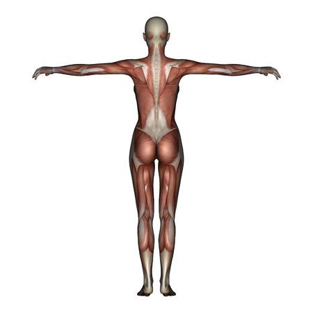 3D render depicting human anatomy - muscles - female の写真素材
