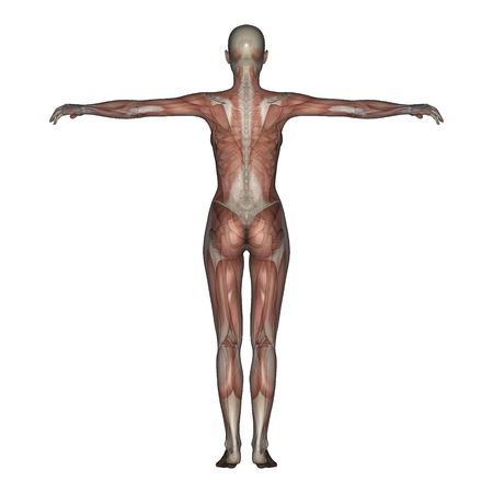 3D render of a female skeleton with transparent muscles. の写真素材