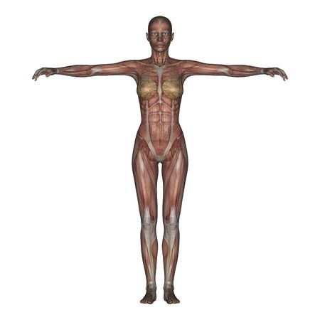3D render of a female skeleton with transparent muscles. の写真素材