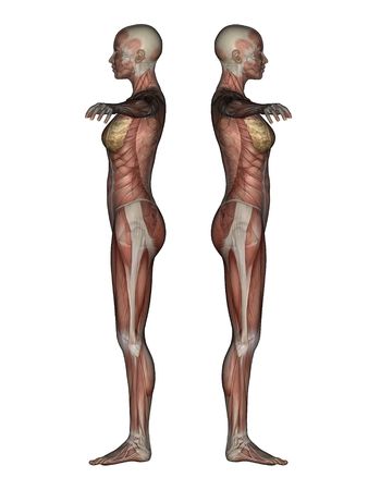 3D render of a female skeleton with transparent muscles. の写真素材