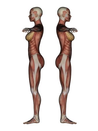 3D render depicting human anatomy - muscles - female の写真素材