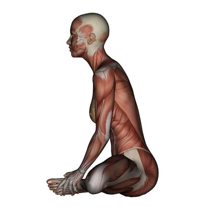 Yoga - Bound Angle Pose. Female Muscles - Side Viewの写真素材