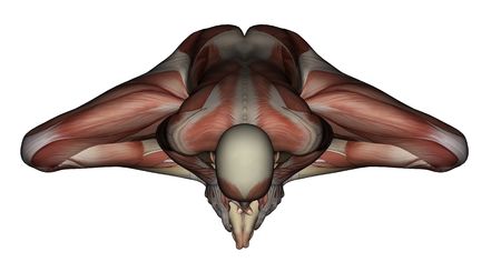 Yoga - Bound Angle Pose. Female Muscles - Top Viewの写真素材