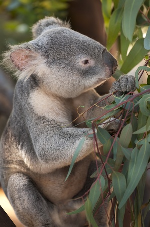Young Koala Bear eating Eucaliptus Leavesの写真素材