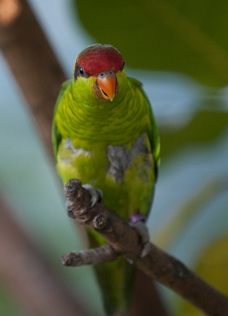 Close-up shot of an Iris Lorikeet sitting on a Branchの写真素材