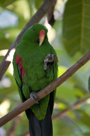 Close-up shot of an Eclectus Parrot sitting on a Branchの写真素材