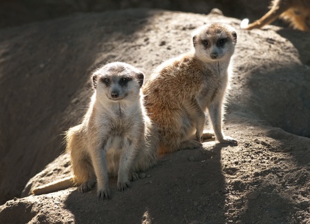 Two young South West African Suricates, or Meerkats の写真素材