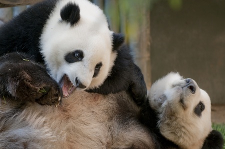 Two Cute Giant Pandas Playing - Mother and her youngの写真素材