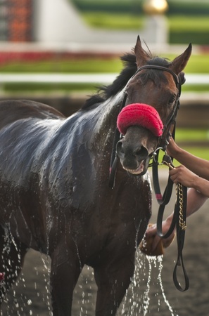 Cooling splash of water on racing horse righ after the raceの写真素材