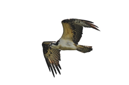 The Osprey (Pandion haliaetus), sometimes known as the sea hawk or fish eagle, is a diurnal, fish-eating bird of preyの写真素材