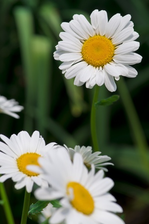 Close-up shot of a Daisy flowers in full bloom.の写真素材