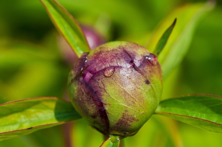 Close-up shot of a Single Closed Peonyの写真素材
